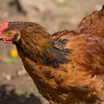 Salmtal Himmerod